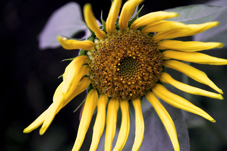 sunflower droop