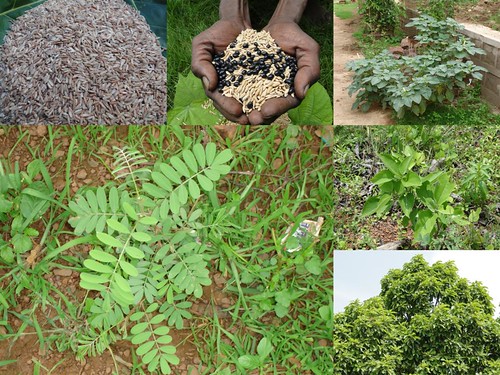 Validated Medicinal Rice Formulations for Diabetes and Cancer Complications and Revitalization of Pancreas (TH Group-134 special) from Pankaj Oudhia’s Medicinal Plant Database by Pankaj Oudhia