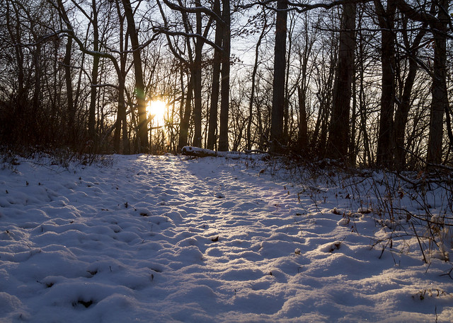 Winter Woods Sunrise