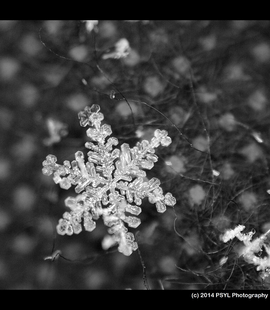 February Snowflake 2