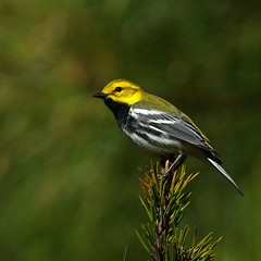 Black-throated-green warbler plumages