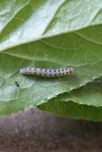 Yponomeuta plumbella larva