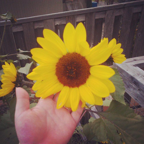 269_365 Sunflower #7days #7days6