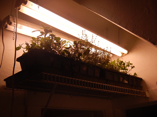Herbs inside under lights