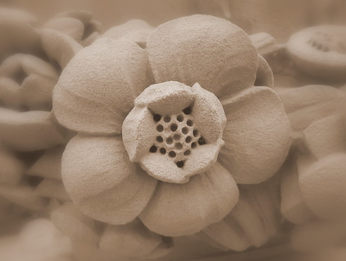 Flower from carved limestone swag by stephencritchley