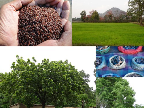 Validated and Potential Medicinal Rice Formulations for Diabetes (Madhumeha) and Cancer Complications and Revitalization of Kidney (TH Group-160) from Pankaj Oudhia’s Medicinal Plant Database by Pankaj Oudhia