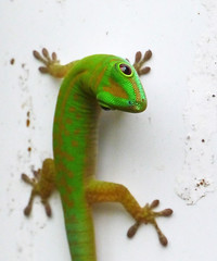 Geckos & lizards of the World