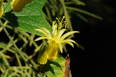 Passifloraceae  トケイソウ科