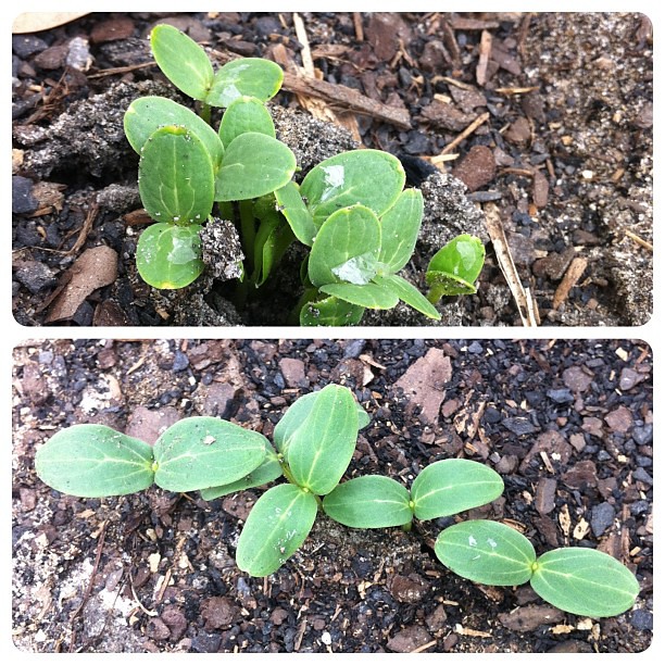 We have watermelon and cucumber sprouts, folks! #jonahbonahgarden2013