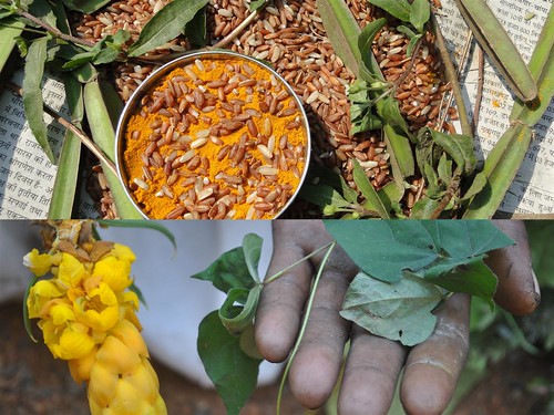 Medicinal Rice Formulations for Diabetes Complications and Heart Diseases (TH Group-27) from Pankaj Oudhia’s Medicinal Plant Database by Pankaj Oudhia