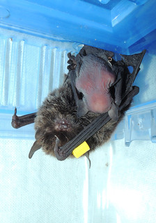 小蝙蝠正埋首於媽媽懷裡吸奶的模樣。。（圖片來源：雪霸國家公園）