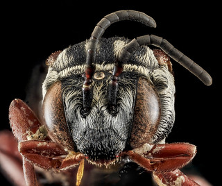 Triepeolis sp 101, F, Face, PG county, MD_2013-07-23-15.58.13 ZS PMax