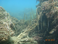 台東基翬海底廢棄漁網及漁繩成為海底陷阱。