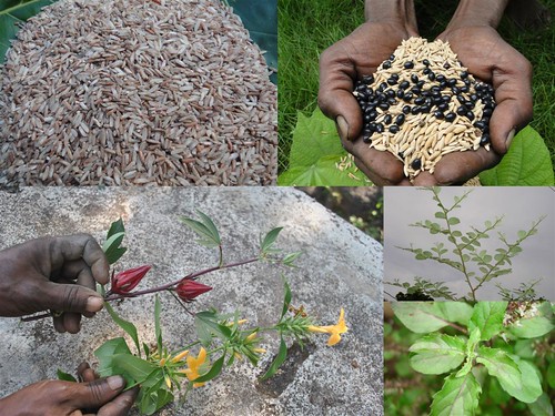 Validated Medicinal Rice Formulations for Diabetes and Cancer Complications and Revitalization of Pancreas (TH Group-133) from Pankaj Oudhia’s Medicinal Plant Database by Pankaj Oudhia