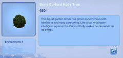Burly Burford Holly Tree