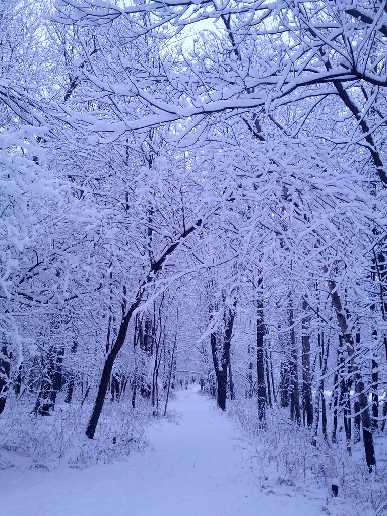 Snow Fall Path