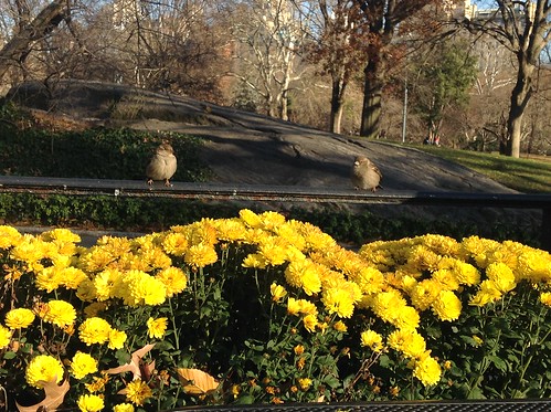 Gråspurve i Central Park