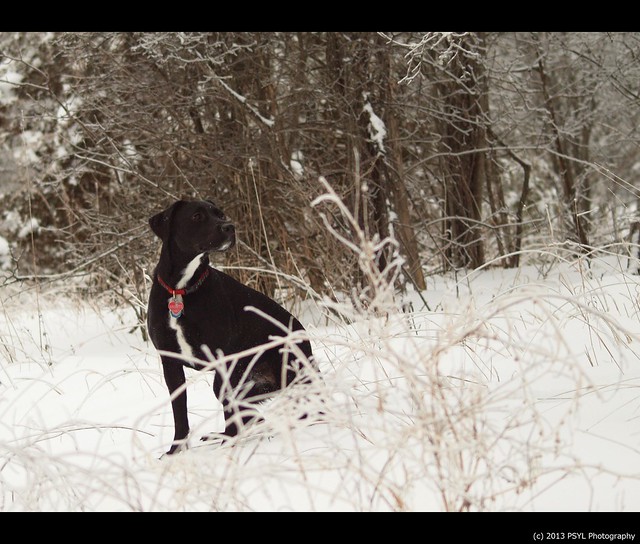 Black dog in white forest