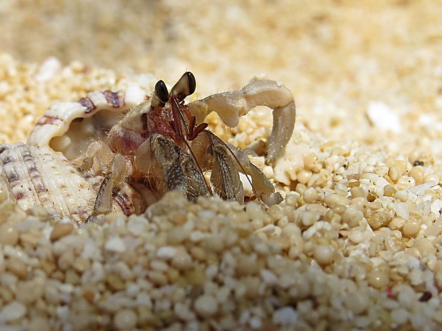 Camouflaging hermit crab. Photographed by Bernard Eirrol Tugade