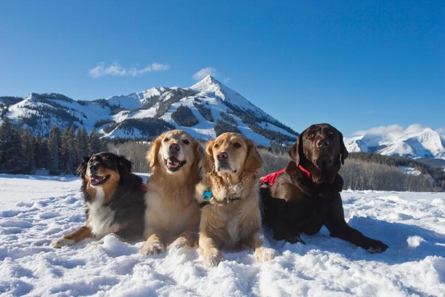 Avi dogs at Crested Butte