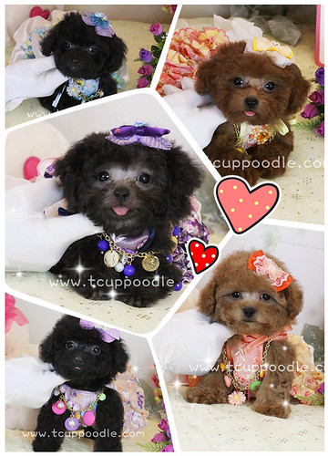 100% Full Breed toy poodle Puppies for sale by 大熊媽媽