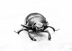 Tordivel - Dung Beetle