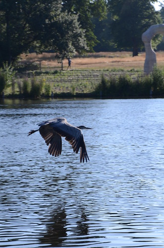 Hyde Park Heron takes flight over the Serpentine