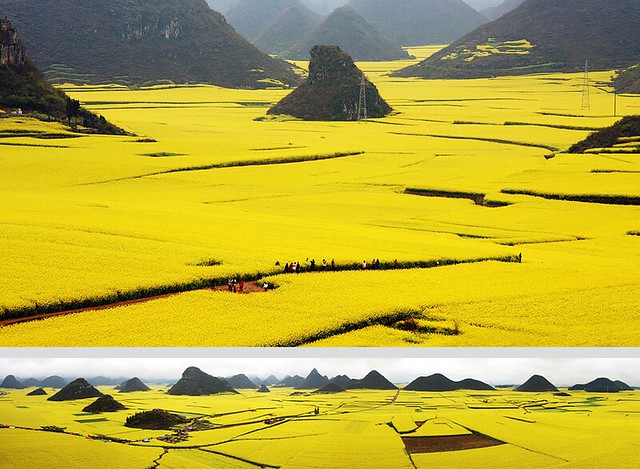 Canola Flower Fields, China