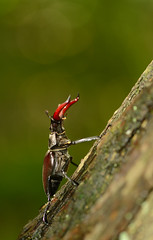European Stag Beetle