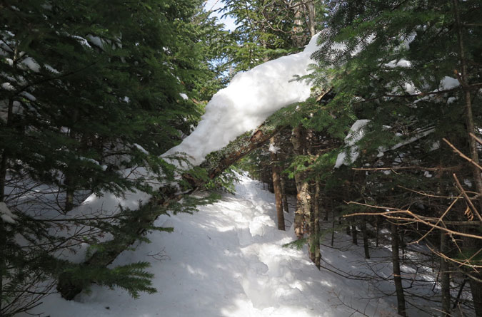 Signal Ridge Trail Snow Log