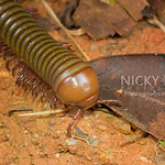 Millipede (Diplopoda) - DSC_4748