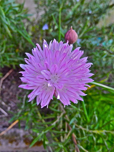 Chive Flower ....(158/365) by Irene_A_
