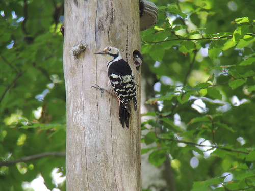 Male and juvenile White-backed Woodpecker