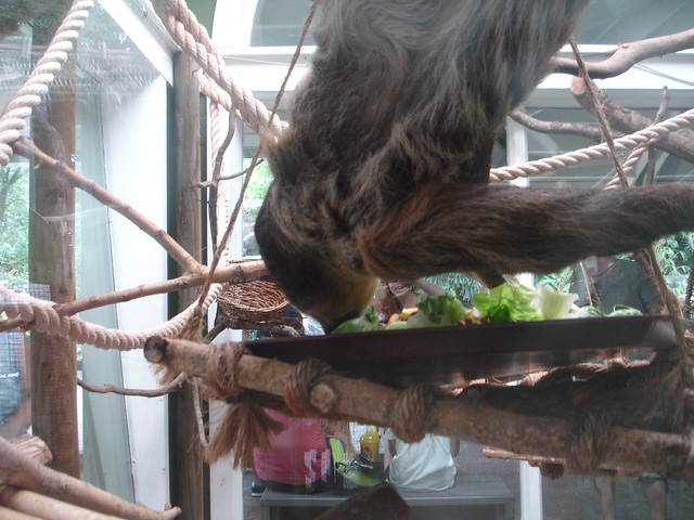 We actually saw a two-toed sloth MOVE!
