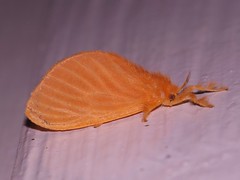 Slug Catapiller Moths - Family Dalceridae