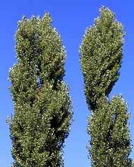 Poplars