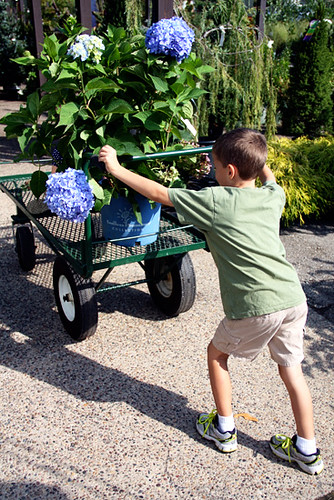 Nathan-pushing-hydrangea-cart