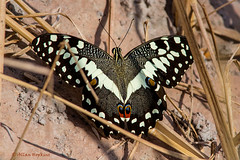 Butterflies of the World - Papilionidae: Swallowtails