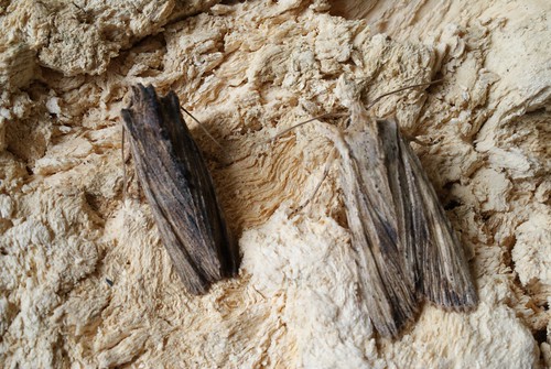 Tawny Pinion (Lithophane semibrunnea) and Pale Pinion (L. hepatica)
