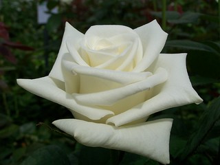 Новый сорт  розы  — «Михаил Лермонтов». Голландская компания «Terra Nigra»