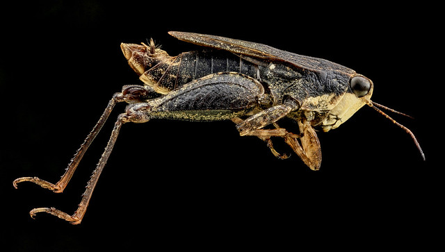Pygmy Grasshopper, U, Side, Upper Marlboro_2013-08-02-15.33.16 ZS PMax