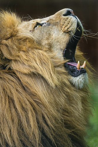 Yawning male lion by Tambako the Jaguar