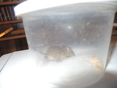 Rescued mouse