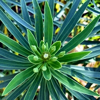 Euphorbia piscatoria - sqth