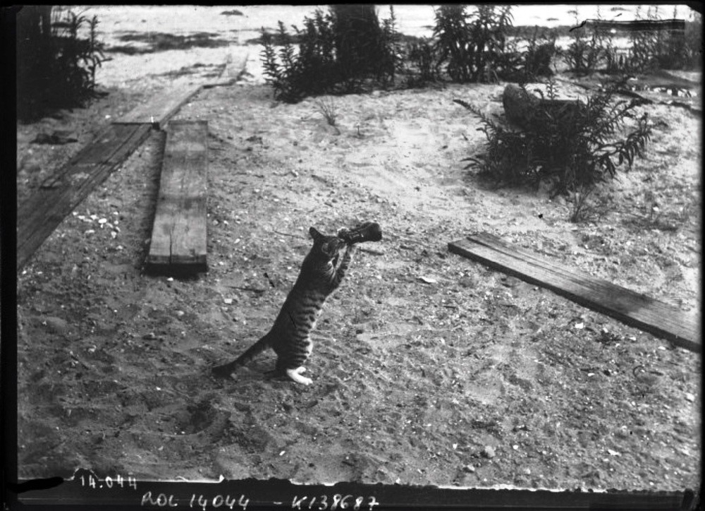 circa 1911: Cat drinking from a bottle and looking through a telescope