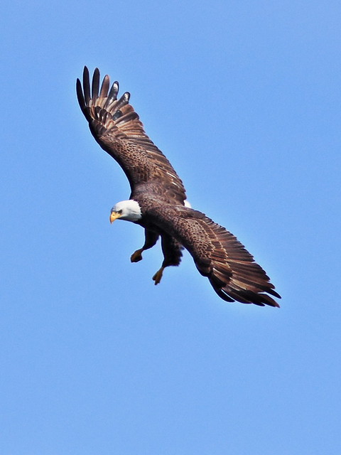 Bald Eagle female arrives 0151 PM 20140124 0151 20140124