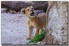 K'wasi, Asha's Cub at Zoo Miami