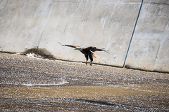 Eagles of Swimming River Reservoir | 2015