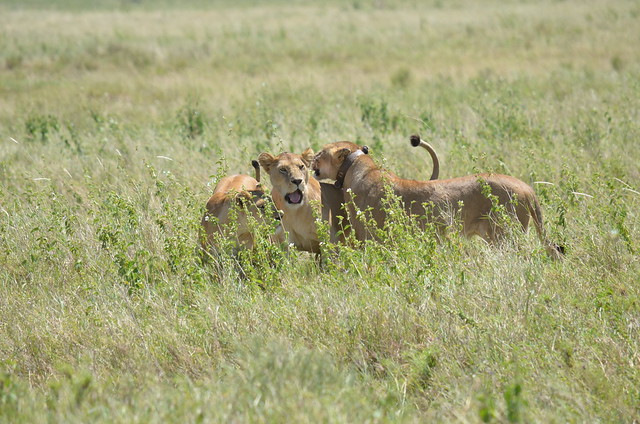 Parque nacional del Serengeti. Día 3 - Tanzania y Zanzíbar 2013 (en construcción) (2)