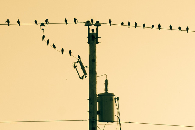 Birds, Silhouette, Wire, Power Line, Monochrome